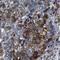 BCL2 Associated Athanogene 2 antibody, NBP2-47544, Novus Biologicals, Immunohistochemistry frozen image 