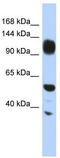 WD Repeat And HMG-Box DNA Binding Protein 1 antibody, TA331196, Origene, Western Blot image 