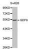 Growth Differentiation Factor 9 antibody, abx002074, Abbexa, Western Blot image 