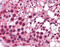 Kruppel Like Factor 9 antibody, 27-326, ProSci, Immunohistochemistry frozen image 
