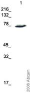 NUMB Endocytic Adaptor Protein antibody, ab14140, Abcam, Western Blot image 