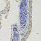 Gephyrin antibody, 23-666, ProSci, Immunohistochemistry frozen image 