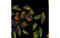 Nuclear Factor Kappa B Subunit 2 antibody, MBS835763, MyBioSource, Immunofluorescence image 