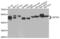 SET Domain Containing 6, Protein Lysine Methyltransferase antibody, abx005464, Abbexa, Western Blot image 