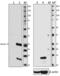 S100 Calcium Binding Protein A9 antibody, 600302, BioLegend, Western Blot image 