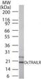 Tumor necrosis factor receptor superfamily member 23 antibody, PA1-29849, Invitrogen Antibodies, Western Blot image 