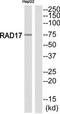 RAD17 Checkpoint Clamp Loader Component antibody, TA312462, Origene, Western Blot image 