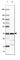 Thioredoxin Like 1 antibody, HPA002828, Atlas Antibodies, Western Blot image 