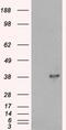 Docking Protein 5 antibody, MBS420734, MyBioSource, Western Blot image 