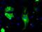 B-Raf Proto-Oncogene, Serine/Threonine Kinase antibody, GTX84807, GeneTex, Immunofluorescence image 
