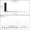 Histone Cluster 4 H4 antibody, 720085, Invitrogen Antibodies, Dot Blot image 