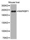 Mitogen-Activated Protein Kinase Binding Protein 1 antibody, PA5-76477, Invitrogen Antibodies, Western Blot image 