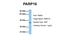 Poly(ADP-Ribose) Polymerase Family Member 16 antibody, A10545, Boster Biological Technology, Western Blot image 