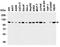 Lysine Demethylase 1A antibody, A00532, Boster Biological Technology, Western Blot image 