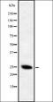 Olfactory Receptor Family 2 Subfamily A Member 5 antibody, orb337487, Biorbyt, Western Blot image 