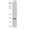 Olfactory Receptor Family 2 Subfamily T Member 2 antibody, LS-C385097, Lifespan Biosciences, Western Blot image 