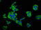 Moesin antibody, LS-C670690, Lifespan Biosciences, Immunofluorescence image 