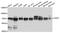 Poly(A) Binding Protein Interacting Protein 1 antibody, A6042, ABclonal Technology, Western Blot image 
