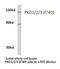 Serine/threonine-protein kinase D1 antibody, LS-C176550, Lifespan Biosciences, Western Blot image 