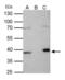 Fibrillarin antibody, NBP2-16492, Novus Biologicals, Western Blot image 