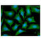 OTU Deubiquitinase, Ubiquitin Aldehyde Binding 1 antibody, GTX57636, GeneTex, Immunofluorescence image 