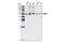TRAP antibody, 4724S, Cell Signaling Technology, Western Blot image 