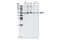 TNF Receptor Associated Factor 2 antibody, 4724S, Cell Signaling Technology, Western Blot image 