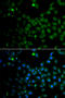 Mothers against decapentaplegic homolog 9 antibody, 23-001, ProSci, Immunofluorescence image 