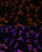 Laminin Subunit Beta 1 antibody, 23-927, ProSci, Immunofluorescence image 