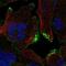 CASK Interacting Protein 2 antibody, NBP2-68999, Novus Biologicals, Immunofluorescence image 