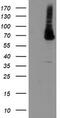 Phosphoglucomutase 3 antibody, TA504940BM, Origene, Western Blot image 