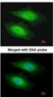 Protein Serine Kinase H1 antibody, NBP1-32668, Novus Biologicals, Immunofluorescence image 
