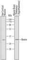 Von Willebrand Factor C Domain Containing 2 antibody, PA5-47867, Invitrogen Antibodies, Western Blot image 