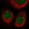 Cyclin Dependent Kinase Like 2 antibody, HPA040672, Atlas Antibodies, Immunocytochemistry image 