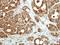 Fas Apoptotic Inhibitory Molecule antibody, GTX110991, GeneTex, Immunohistochemistry paraffin image 