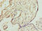 DnaJ Heat Shock Protein Family (Hsp40) Member B8 antibody, LS-C378398, Lifespan Biosciences, Immunohistochemistry paraffin image 