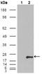 Glutathione S-Transferase Pi 1 antibody, AM06145SU-N, Origene, Western Blot image 