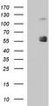 Sialic Acid Binding Ig Like Lectin 7 antibody, CF507392, Origene, Western Blot image 