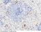 Interleukin 3 antibody, 80235-RP02, Sino Biological, Immunohistochemistry frozen image 