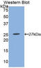 Prostaglandin E Receptor 2 antibody, LS-C296068, Lifespan Biosciences, Western Blot image 