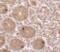 Mitochondrial Transcription Termination Factor 4 antibody, NBP2-81966, Novus Biologicals, Immunohistochemistry paraffin image 