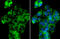 NADH dehydrogenase [ubiquinone] 1 alpha subcomplex subunit 9, mitochondrial antibody, GTX132978, GeneTex, Immunofluorescence image 