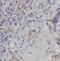 Intercellular Adhesion Molecule 2 antibody, FNab04105, FineTest, Immunohistochemistry frozen image 