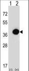 Phytanoyl-CoA 2-Hydroxylase antibody, LS-C163694, Lifespan Biosciences, Western Blot image 