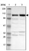 Kiaa0692 antibody, NBP1-82970, Novus Biologicals, Western Blot image 