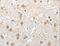 HI antibody, LS-C401206, Lifespan Biosciences, Immunohistochemistry frozen image 