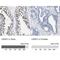 Leucine Rich Repeats And WD Repeat Domain Containing 1 antibody, NBP1-85113, Novus Biologicals, Immunohistochemistry paraffin image 