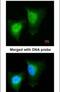 Death Domain Associated Protein antibody, PA5-29592, Invitrogen Antibodies, Immunofluorescence image 