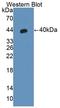Platelet Derived Growth Factor C antibody, LS-C687571, Lifespan Biosciences, Western Blot image 