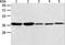 Annexin A1 antibody, LS-C403818, Lifespan Biosciences, Western Blot image 